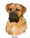 Boerboel